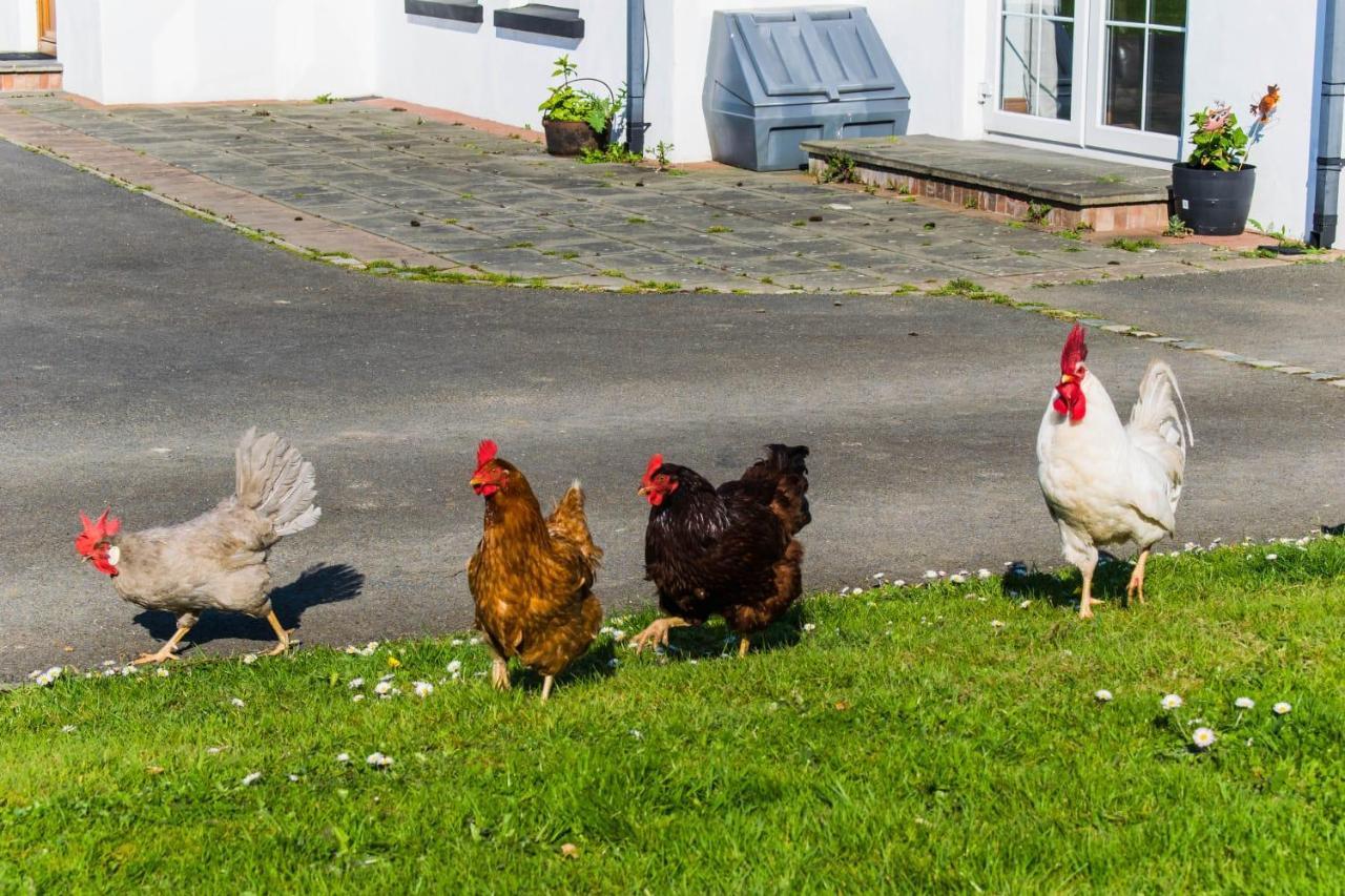 The Heights & Hollows Farmhouse, Saul, Downpatrick, Sleeps 14 Exterior photo
